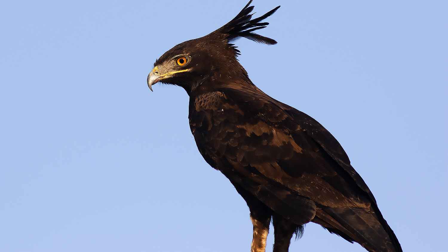 Long-crested Eagle